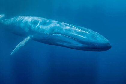 Giant cryptocurrency whale purchased this altcoin in bulk at binance: Becomes the largest owner