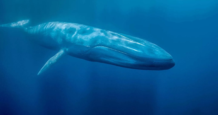Giant cryptocurrency whale purchased this altcoin in bulk at binance: Becomes the largest owner