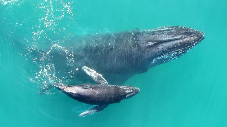 Here are the 10 altcoins with the largest number of whales moving last month: