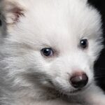 Dire Wolf Solana Meme Coin surges to $13.6 million in market capitalization after "disappearance"