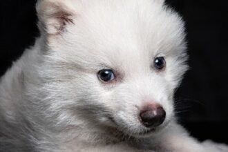 Dire Wolf Solana Meme Coin surges to $13.6 million in market capitalization after "disappearance"