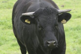 Etro inventory will increase by 29% on the first day of trading