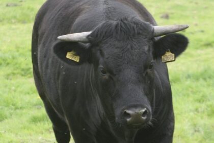 Etro inventory will increase by 29% on the first day of trading