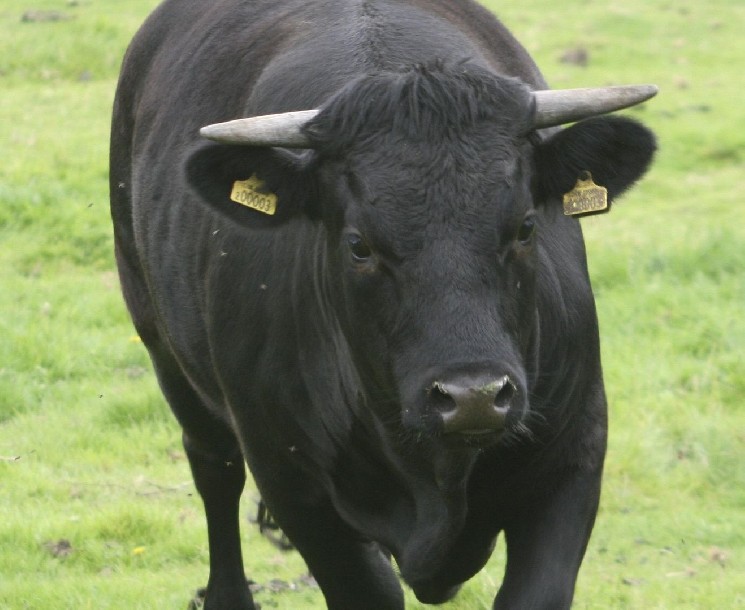 Etro inventory will increase by 29% on the first day of trading