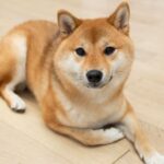 Metalpha collaborates with DoGeos