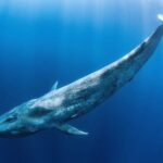 Big crypto whales make big deals as the market rises - here's what they trade