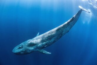 Big crypto whales make big deals as the market rises - here's what they trade