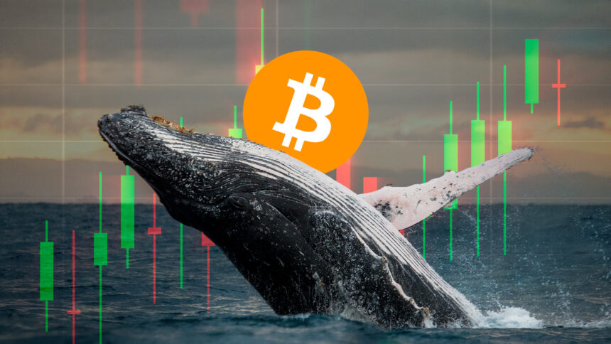 Binanance is becoming the "sea" of Bitcoin Dilla
