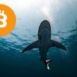 Bitcoin Shark bought 65,000 BTC in a week